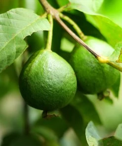 Brighter Blooms Guava Tree 'Ruby Supreme' SHOP ALL