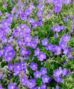 Brighter Blooms Geranium Rozanne Perennials