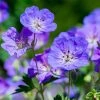 Brighter Blooms Geranium Rozanne Perennials