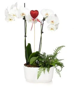 Brighter Blooms Gianna White Orchid And Fern Gift Plant SHOP ALL