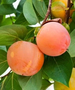 Brighter Blooms Giant Fuyu Persimmon Tree