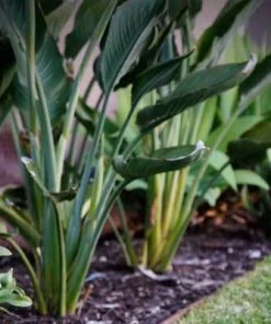 Brighter Blooms Ginger Plant