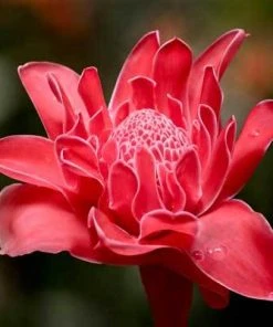 Brighter Blooms Ginger Plant