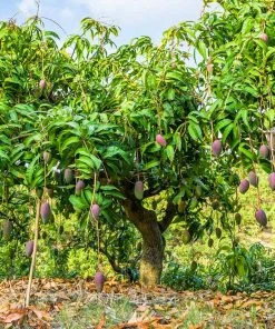 Brighter Blooms Glenn Mango Tree Fruit Trees