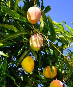 Brighter Blooms Mangos Trees Mango Kit