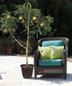 Brighter Blooms Glenn Mango Tree Fruit Trees