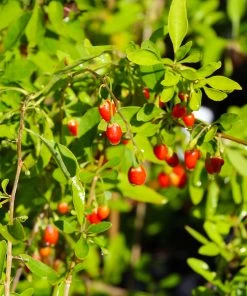 Brighter Blooms Fruit Trees Goji Berry Plant