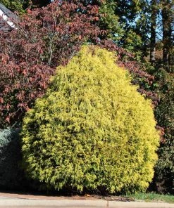 Brighter Blooms Gold Mop Cypress Tree 6 Brighter Blooms Gold Mop Cypress Tree