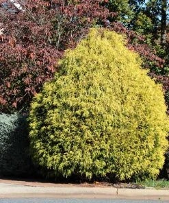 Brighter Blooms Gold Mop Cypress Tree