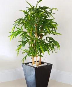 Brighter Blooms Golden Bamboo Plant 7 Brighter Blooms Golden Bamboo Plant