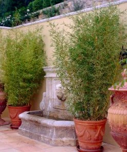 Brighter Blooms Golden Bamboo Plant