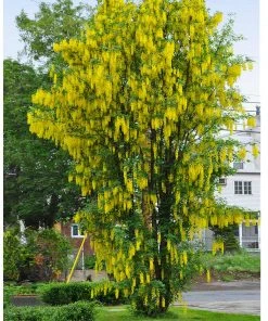 Brighter Blooms Columnar Goldenchain Tree Flowering Trees