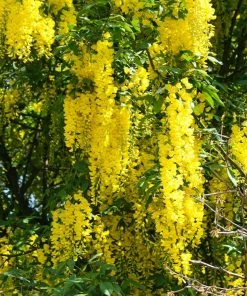 Brighter Blooms Columnar Goldenchain Tree Flowering Trees