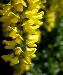 Brighter Blooms Columnar Goldenchain Tree Flowering Trees