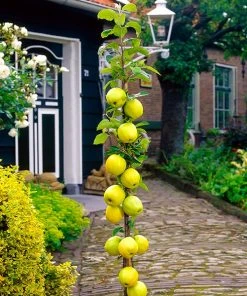 Brighter Blooms Golden Sentinel Columnar Apple Tree Fruit Trees