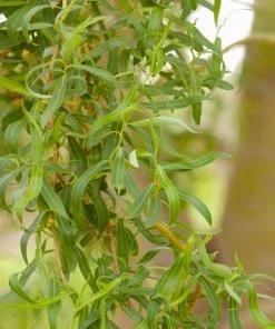 Brighter Blooms 'Golden Curls' Corkscrew Willow Tree