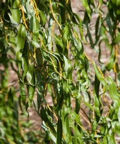 Brighter Blooms 'Golden Curls' Corkscrew Willow Tree 8 Brighter Blooms 'Golden Curls' Corkscrew Willow Tree