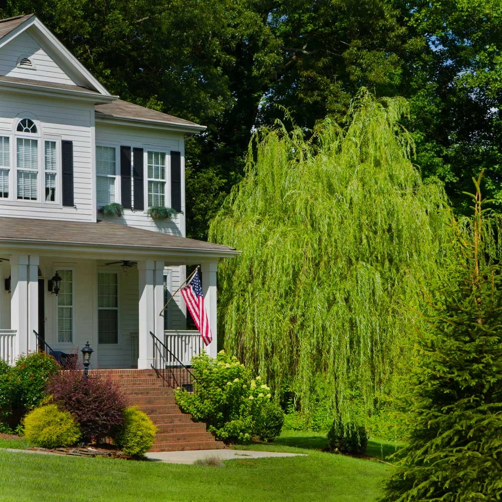 Brighter Blooms 'Golden Curls' Corkscrew Willow Tree 3 Brighter Blooms 'Golden Curls' Corkscrew Willow Tree