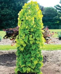 Brighter Blooms Golden Falls® Redbud Tree