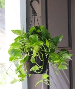 Brighter Blooms House & Patio Golden Pothos Plant