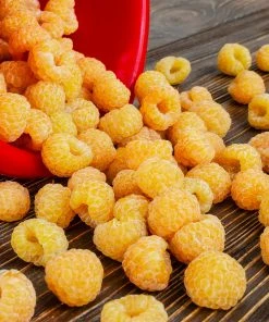 Brighter Blooms Golden Raspberry Plant Fruit Trees