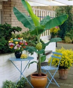 Brighter Blooms SHOP ALL Grand Naine Banana Tree
