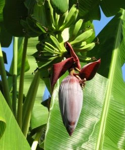 Brighter Blooms SHOP ALL Grand Naine Banana Tree