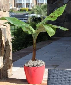 Brighter Blooms SHOP ALL Grand Naine Banana Tree