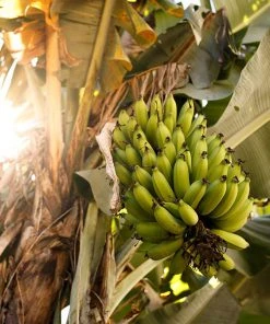 Brighter Blooms SHOP ALL Grand Naine Banana Tree
