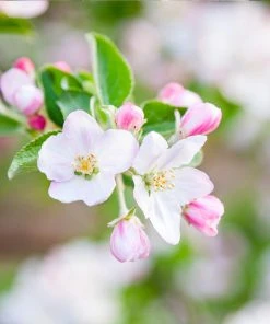 Brighter Blooms Granny Smith Apple Tree