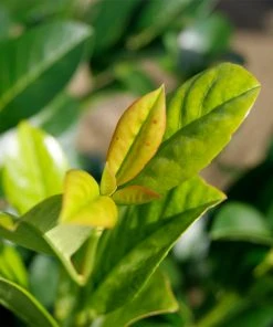 Brighter Blooms Green Goblet Cherry Laurel Shrubs & Hedges