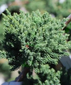 Brighter Blooms Green Mound Juniper Topiary 5 Brighter Blooms Green Mound Juniper Topiary