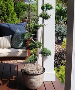 Brighter Blooms Green Mound Juniper Topiary