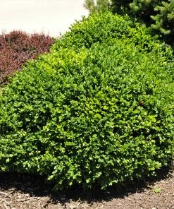 Brighter Blooms Green Velvet Boxwood Shrub