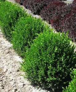 Brighter Blooms Green Velvet Boxwood Shrub