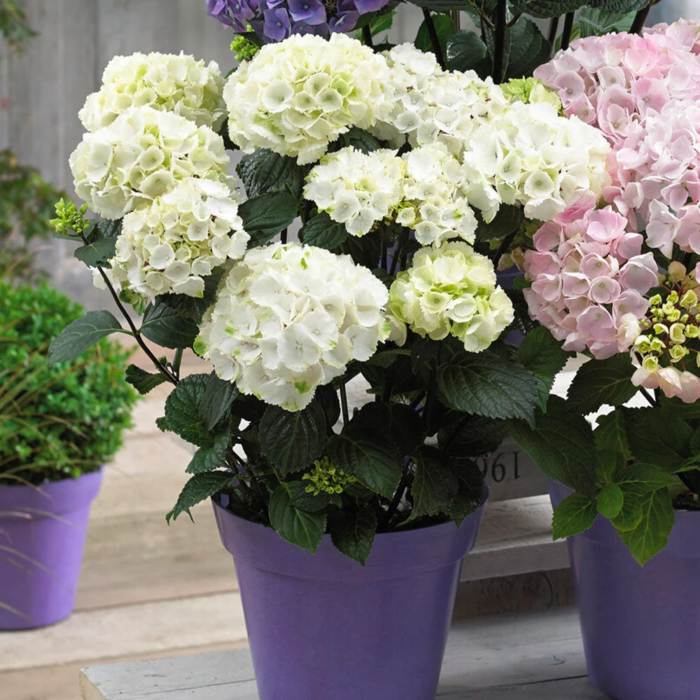 Brighter Blooms Onyx™ Zebra Hydrangea Shrubs & Hedges 4 Brighter Blooms Onyx™ Zebra Hydrangea Shrubs & Hedges