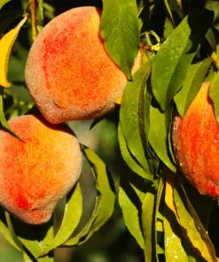 Brighter Blooms Fruit Trees Harvester Peach Tree