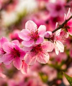 Brighter Blooms Fruit Trees Harvester Peach Tree