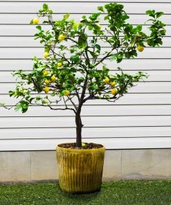 Brighter Blooms Harvey Lemon Tree 6 Brighter Blooms Harvey Lemon Tree