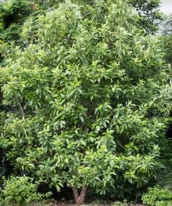 Brighter Blooms Hass Avocado Tree Avocado Trees