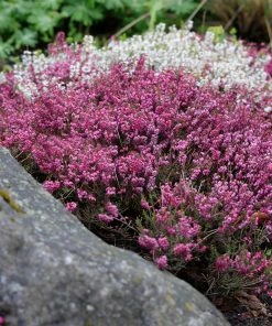 Brighter Blooms SHOP ALL Springwood Pink Winter Heath 5 Brighter Blooms SHOP ALL Springwood Pink Winter Heath