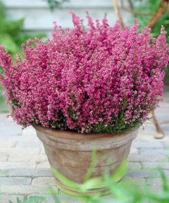 Brighter Blooms SHOP ALL Springwood Pink Winter Heath