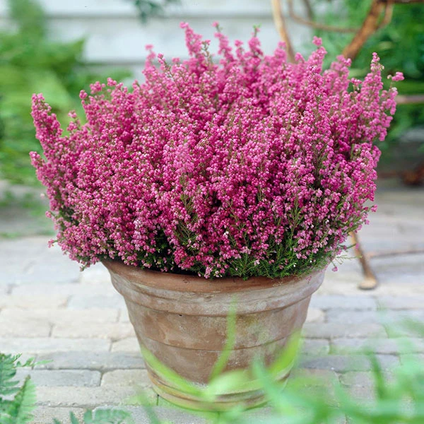 Brighter Blooms SHOP ALL Springwood Pink Winter Heath 1 Brighter Blooms SHOP ALL Springwood Pink Winter Heath