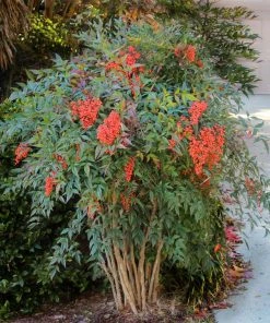 Brighter Blooms Heavenly Bamboo Nandina Shrub Shrubs & Hedges