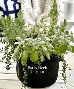 Brighter Blooms Patio Herb Garden House & Patio