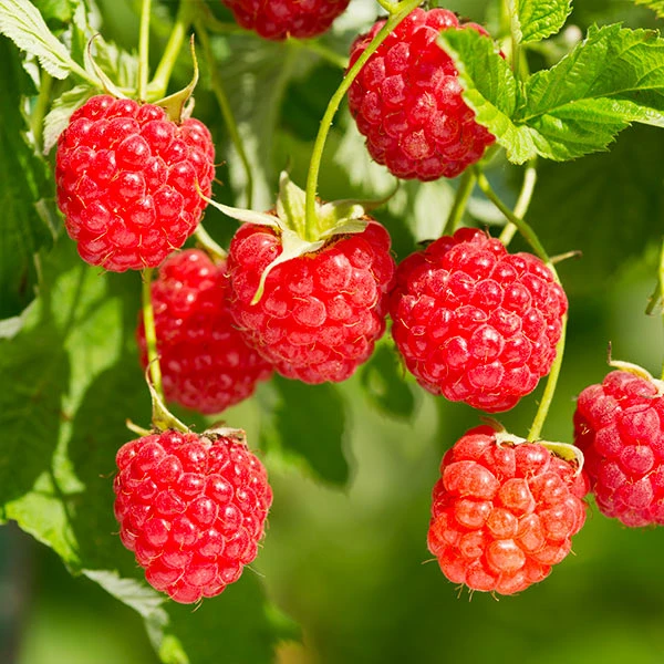 Brighter Blooms Heritage Raspberry Bush 1 Brighter Blooms Heritage Raspberry Bush