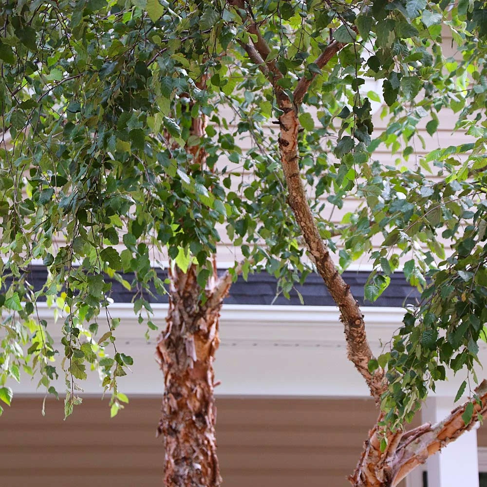 Brighter Blooms Heritage River Birch Tree Shade Trees