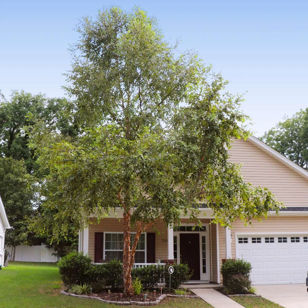 Brighter Blooms Heritage River Birch Tree Shade Trees