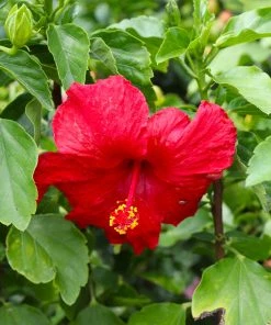Brighter Blooms First To Arrive™ Hollywood® Hibiscus
