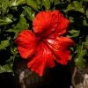Brighter Blooms First To Arrive™ Hollywood® Hibiscus